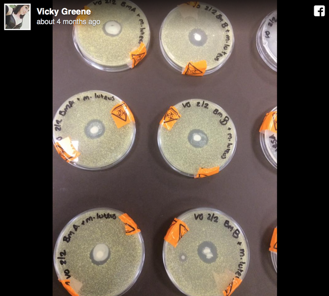 WHY THIS IMAGE OF BREAST MILK IN A PETRI DISH IS BLOWING UP THE INTERNET’S MIND